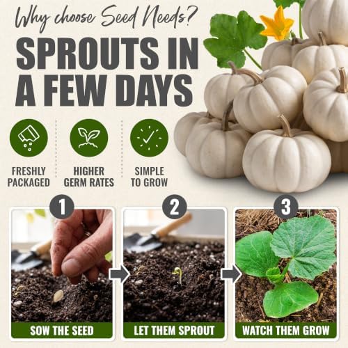 Seed Needs Baby Boo Pumpkin Seeds to Plant Vegetables - 10 Packs - Image 5