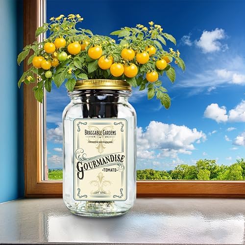 Gourmandise Yellow Cherry Tomato Indoor Garden Kit – Mason Jar Hydroponic Tomato Grow Kit – Windowsill Countertop Tomato Planter – Grow Tomatoes Indoors - Image 5