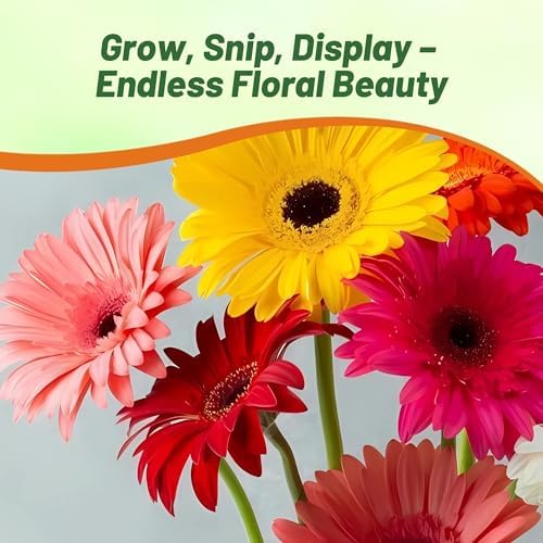 Outsidepride Colorbloom Mix Gerbera Seeds - 10 Pcs Perennial, Compact & Low Maintenance, Flower Seeds for Planting w/Vibrant Mixed Blooms, Ideal for Garden Landscaping & Cut Flower Arrangements - Image 4