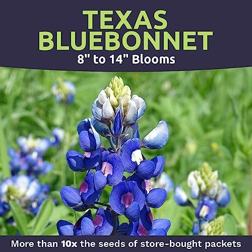 Texas Bluebonnet Wildflower Seeds - Bulk 1/4 Pound Bag - Over 4,000 Native Seeds - Texas State Flower! - Image 4