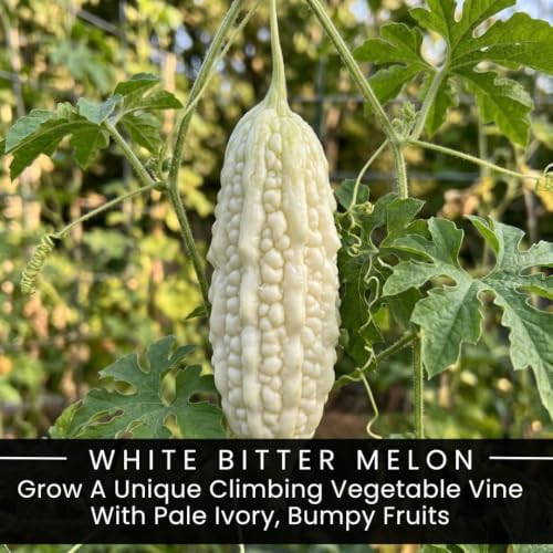 10 White Bitter Melon Seeds for Planting – Edible Climbing Garden Vine - Image 2