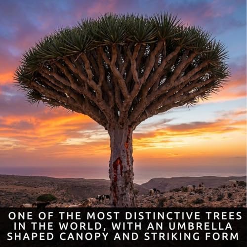 15 Dragon Blood Tree Seeds | Dracaena Cinnabari Exotic Tree Seeds - Image 2