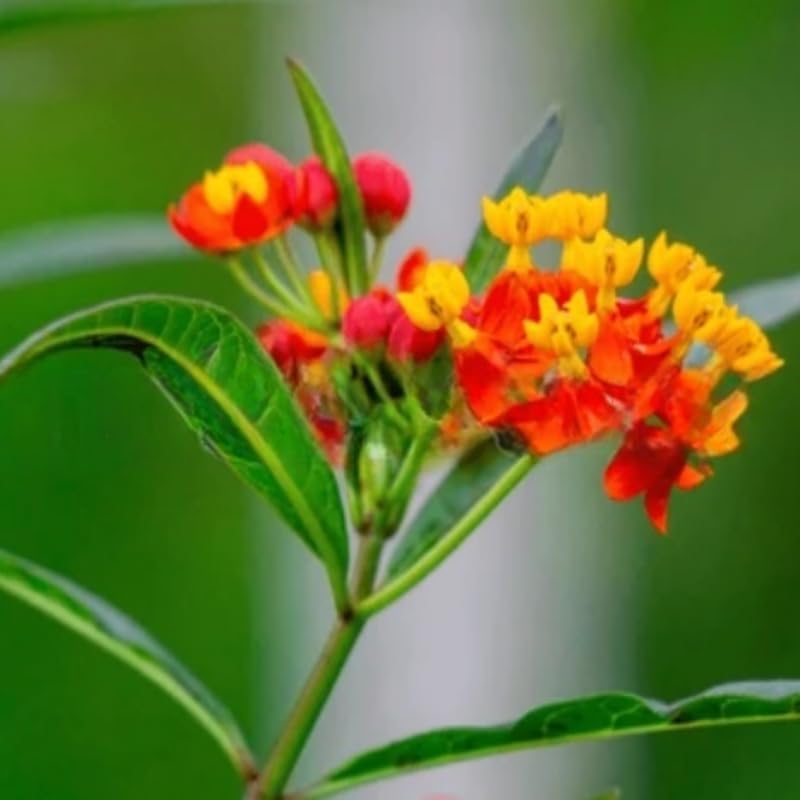 2 Tropical Milkweed Live Plants, Perennial Flower Plant, 4-8 Inch Tall - Image 5