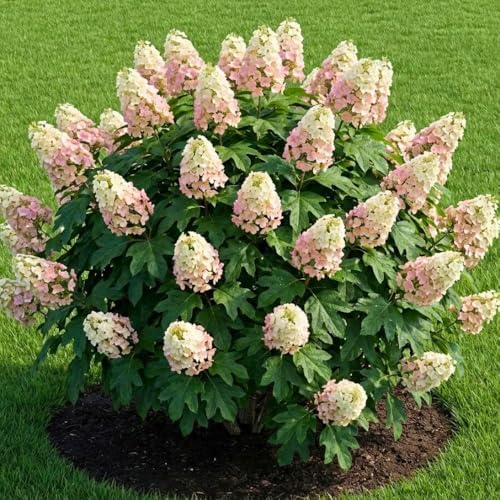 Oakleaf White Hydrangea Live Plant, Hydrangea Tree Shrub in Pot, 6-12" - Image 7