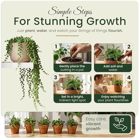 Live Trailing Succulent Plants, Rooted String Varieties, 5-Pack, 2 Inch Pot - Image 4