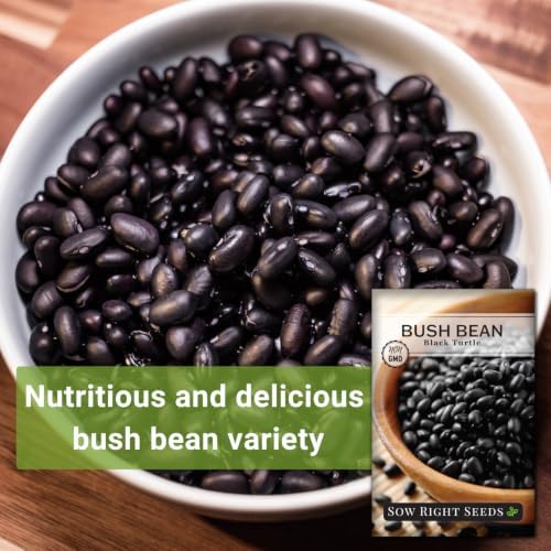 Sow Right Seeds - Black Turtle Bush Bean Seed for Planting Outdoor Garden - Image 3
