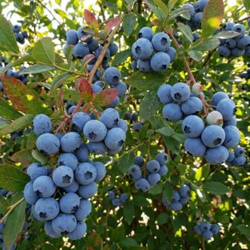 High Yield Blueberry Plant Live, Berry Bush, 1-2 Ft Tall, Gallon Pot - Image 6