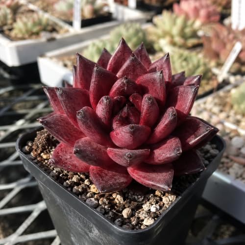 3 PCS Echeveria Agavoides 'Romeo' Live Succulent Plant 1.5-2", Bare Root Succulent, No Pot or Soil, Compact Rosette Indoor Plant for Decorative Planters, Succulent Displays, Rock Gardens & Home Decor - Image 2