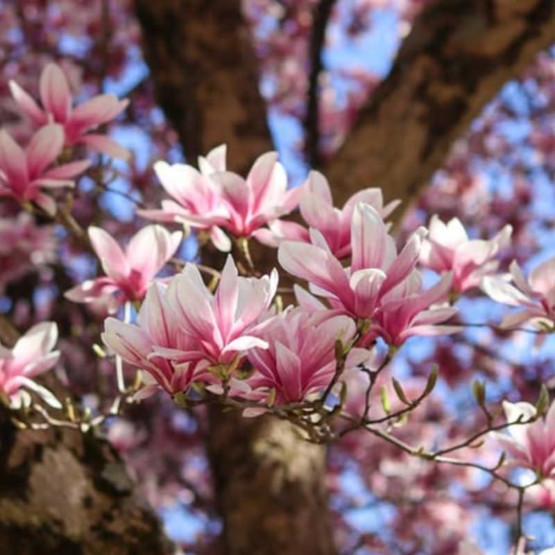 Saucer Magnolia Flower Tree, Hardy Ornamental Flowering Plant, Gallon Pot - Image 5
