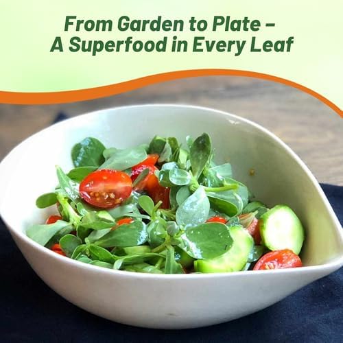 Outsidepride Scarlet Purslane Seeds for Planting - 100 Pcs Annual, Easy to Grow, Vitamin-Rich & Drought Tolerant Succulent Seeds for Culinary, Xeriscaping, Containers & Hanging Baskets - Image 6