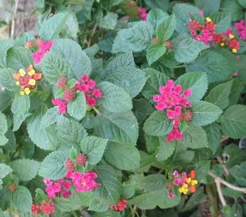 Lantana Plants Live - Carlos Pack of 3 Lantana Live Plants for Planting - 4-6 Inches Tall - Attracts Butterflies, Perfect for Containers, Low Maintenance - Image 3