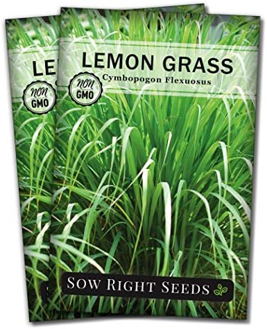 Sow Right Seeds - Lemon Grass Seed for Planting Mosquito Repellent Herb 2pk by SowRightSeeds