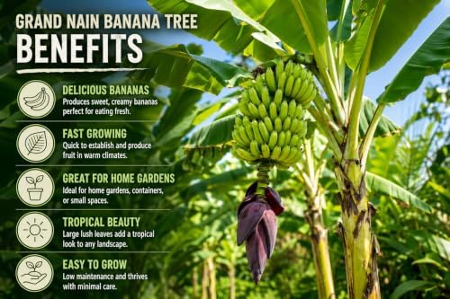Double Mahoi Banana Tree (4 Pack) Starter Plug High Yield Tropical Banana - Image 5