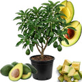 Avocado Fruit Tree Live Plant, 3 Feet Tall, Tropical Outdoor Fruit Tree by Unknown