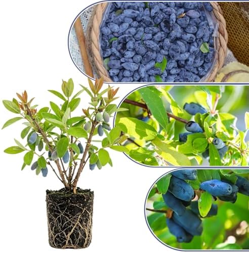 Blue Haskap Honeyberry Plant, Cold Hardy Berry Bush, 6-8 Inch Tall - Image 6