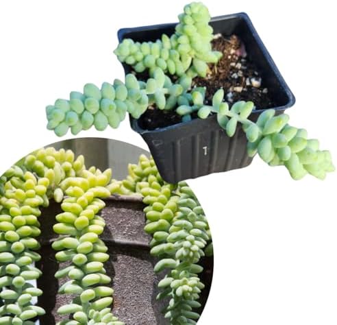 Smoke Camp Crafts Burro's Tail Succulent Plant, Sedum Morganianum, 2.5-inch Pot, Organic House Plant - Image 2