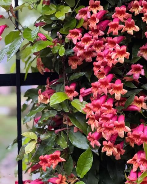 Tangerine Beauty Crossvine (Bignonia capreolata) Live Plants – Pack of 2 – Vibrant Orange Trumpet-Shaped Blooms – Climbing Vine for Trellises & Fences – Ideal for Containers - Image 4