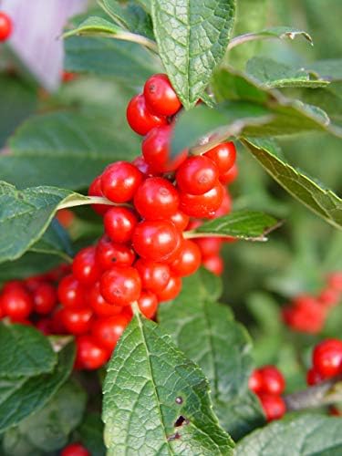 Ilex verticillata 'Winter Red' (Winterberry) Shrub, sm bright red fruit, 3 - Size Container - Image 3