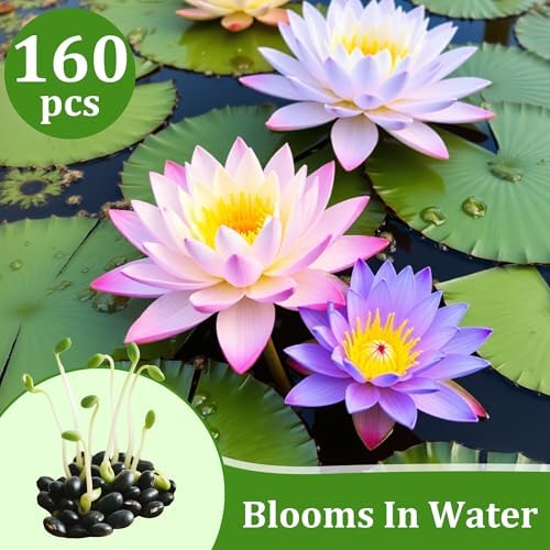 160Pcs Mixed Lotus Seeds for Planting in Water, Colorful Bowl Flower Seeds for Ponds, Bonsai, Indoor Water Gardens, Easy Grow Water Lily - Image 2