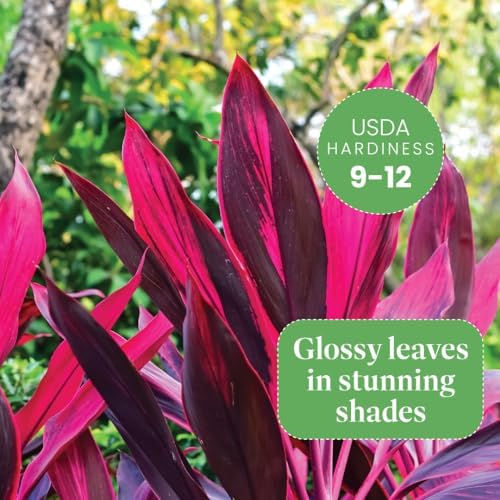 American Plant Exchange Ti Plant 'Sister' – 10-Inch Pot – Live Easy Care Indoor Houseplant, Air-Purifying, Bright Light Tropical Plant for Home, Garden Patio Decor - Image 3