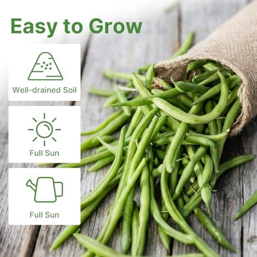 Groundio 30+ Contender Bush Green Bean Seeds - Phaseolus Vulgaris - Image 5