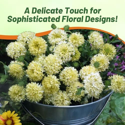 Outsidepride Gaillardia Pulchella Sundance Cream Blanket Seeds for Planting - 1000 Pcs Annual Flower Seeds, Heat & Drought Tolerant for Xeriscaping, Borders, & Small Garden Spaces - Image 5