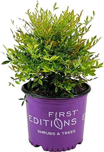 First Editions Cool Glow Peach Nandina, Live Evergreen Shrub, 3 Gallon by BloomingBeautiful