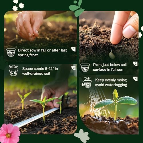 SVI 1500 Mountain Phlox Seeds (Linanthus grandiflorus) – Ground Cover Phlox Seed Packets Bulk, Sweet Fragrance Flower Garden – Heirloom Annual Purple Flower Seeds for Outdoor Garden, Containers - Image 5