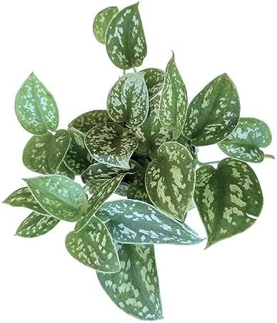 Pothos Live Indoor Plant, 4 inch Pot, Variegated White and Green Leaves - Easy to Care for - Perfect for Indoor and Outdoor Home Decor, Office, and Gift (Satin Pothos) by hopewindplants