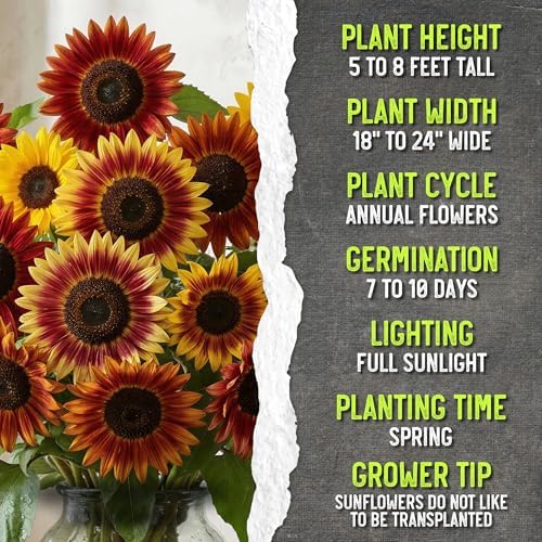 Seed Needs Autumn Beauty Sunflower Seeds to Plant Cut Flowers - 2 Packs - Image 7