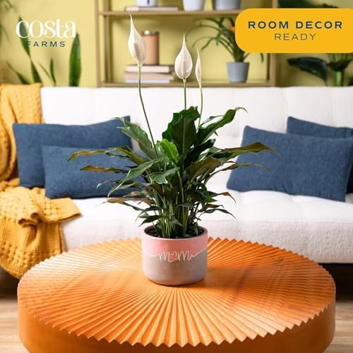 Costa Farms Peace Lily, Live Indoor Plant, Air Purifying, White Blooms - Image 2