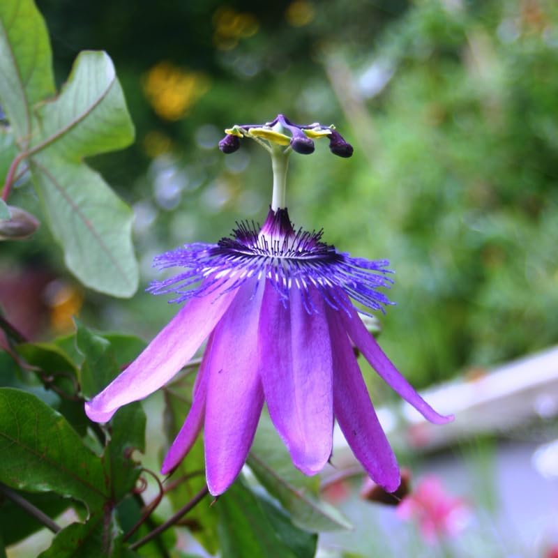 Lavender Passion Flower Live Plant, Passiflora Trellis Vine, 4-8 Inches - Image 6
