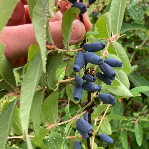 Haskap Live Plant, Haskap Honeyberry Bush, 4-8 Inch Tall - Image 5