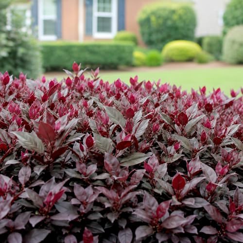 Alternanthera Little Ruby | 10 Live Plants | Alternanthera Dentata | Vibrant Foliage | Low Maintenance | Garden & Patio Decor | Fast Growing Groundcover | Outdoor Landscaping Shrub - Image 4