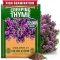 HOME GROWN Purple Creeping Thyme Seeds, 22,000+ Seeds, Thymus serpyllum by HOMEGROWN