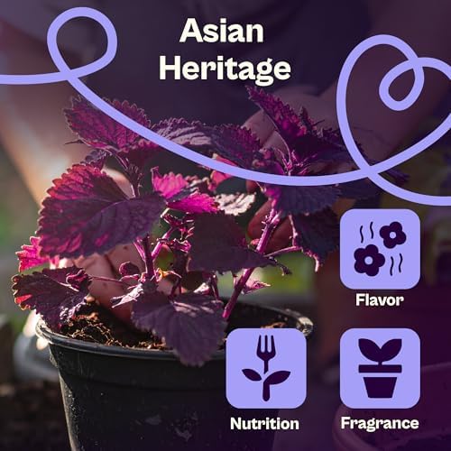SVI 350 Red Shiso Seeds (Perilla frutescens) – Japanese Shiso Purple Perilla Seed Packets, Aromatic Leaves – Japanese Heirloom Herb Seeds for Outdoor & Indoor Herb Garden - Image 4