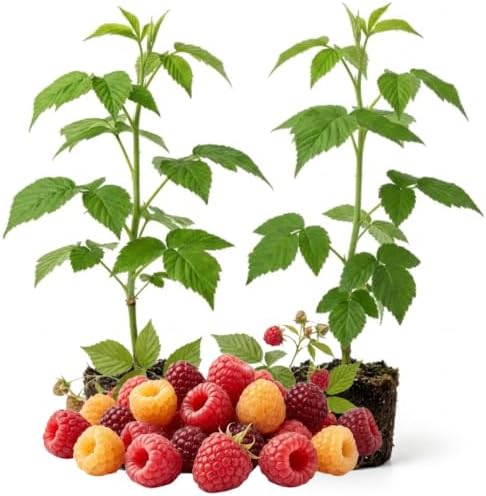 2 Mix Raspberry Live Plants, 4-8" Tall Fruit Starters by AKTRD