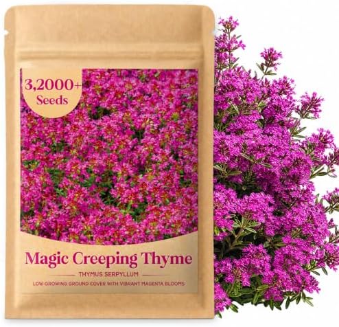 32,000+ Magic Creeping Thyme Seeds for Planting,Thymus Serpyllum by Unknown