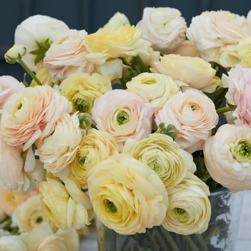 Eden Brothers Ranunculus Bulbs - Wedding Pastel - Image 3