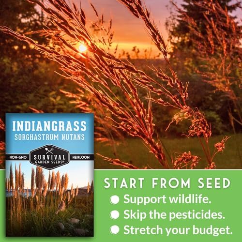 Indiangrass Seeds for Planting, Sorghastrum nutans - 2 Packs - Image 4