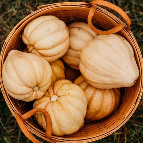 Thelma Sanders Squash - 25 Heirloom Acorn Squash Seeds, Thresh Seed Co. by ThreshSeedCo