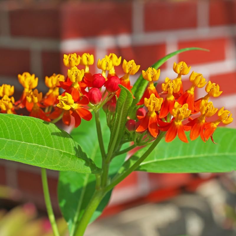 4 Red Yellow Butterfly Milkweed Plants Live, Flower Plant, 5-9 Inch Tall - Image 6