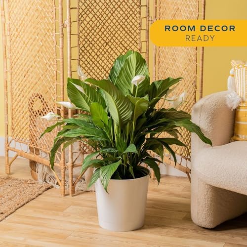 Costa Farms Peace Lily, Live Indoor Plant, Air Purifying, White Blooms - Image 2