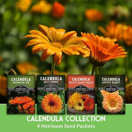 Calendula Seeds for Planting - 4 Variety Collection - Survival Garden Seeds - Image 3