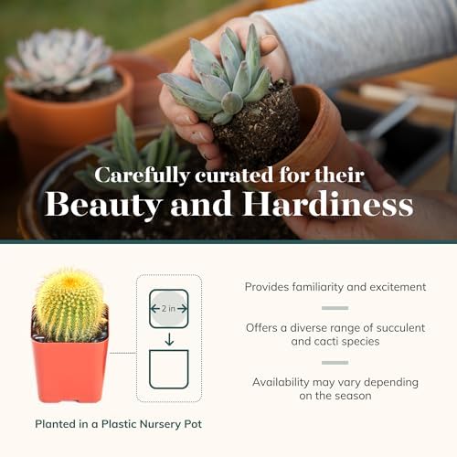 Shop Succulents Premium Live Mini Cactus and Succulent Plants in 2" Pots, Easy Care Indoor or Outdoor Gardening, Terrariums, Favors, & Contemporary Spaces with Hardy, Resilient Varieties, Pack of 256 - Image 4