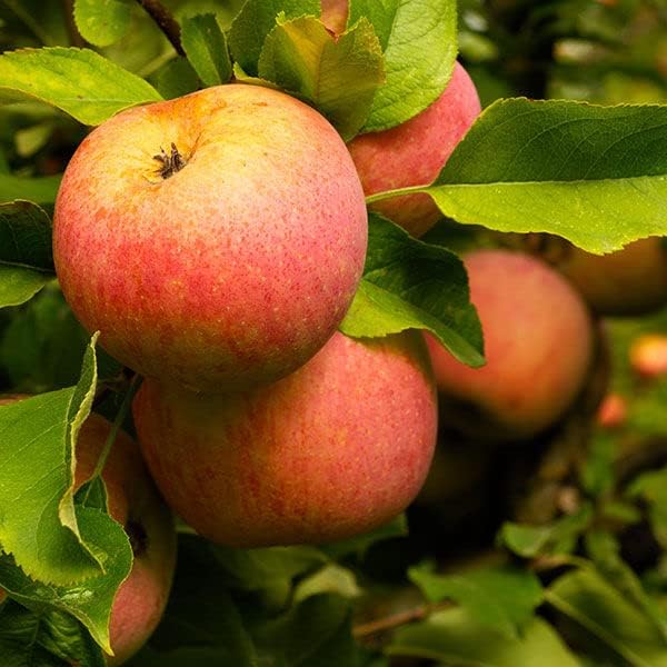 Fuji Apple Tree, 1 Gallon Live Nursery Pot, Sweet, Crisp Fruit | Arbor Day Foundation (Due to Agricultural Laws, Unavailable to CA, WA or AZ) - Image 3