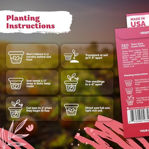 250 Texas Early Grano Onion Heirloom Vegetable Seeds, Allium Cepa - Image 3