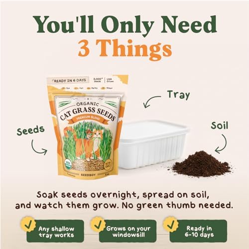 Organic Non-GMO Cat Grass Seeds for Planting Indoor (8 oz) - Image 3