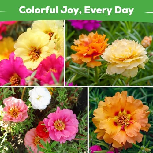 Moss Rose Seeds for Planting, 24,000+ Annual Flower for Ground Cover Flower Seeds, Perennial Variety, Easy to Grow, Portulaca Seeds to Plant Outdoors Garden Containers - Image 7