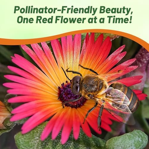 Outsidepride Gelato Red Ice Plant Seeds - 10000 Pcs Perennial, Drought Tolerant Ground Cover Seeds for Planting Vibrant Trailing Blooms, Ideal for Sunny Gardens & Xeriscape Landscaping - Image 4